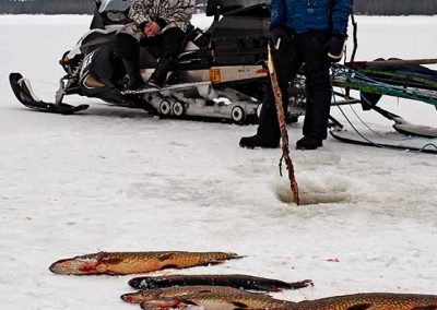 Siianpyytäjät kelkan ja iskukoukulla pyydettyjen haukien kanssa jäällä.