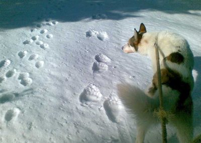 Koira hangella karhun jäljillä.