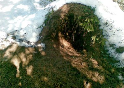 Karhunpesä keväisessä metsässä.