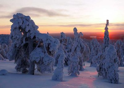 Tykkykuusia tunturissa auringonlaskun aikaan.