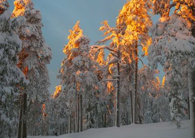 Auringon valo lumisessa metsässä.