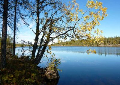 Puu ruskassa järvimaisemaa vasten.