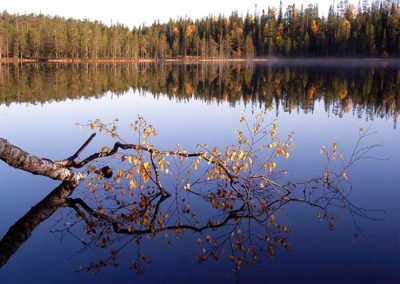 Ruskalehtinen oksa heijastuu järven peilityyneen pintaa.
