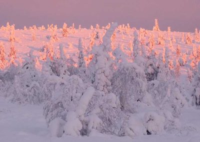 Vaaleanpunainen ja violetti tykkymaisema tunturissa.