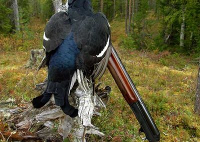 Ammuttu teeri kantoon aseteltuna, vieressä ase.