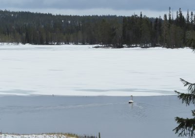 Kesätunnelmia Pyytölammelta 2.6.2017.