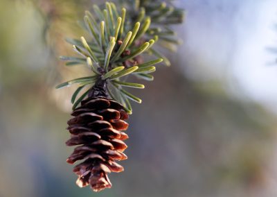 pine cone